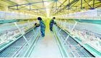 山西省文水县大象禽业有限公司财务绩效分析及改进措施