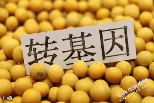浅谈我国转基因食品的安全性