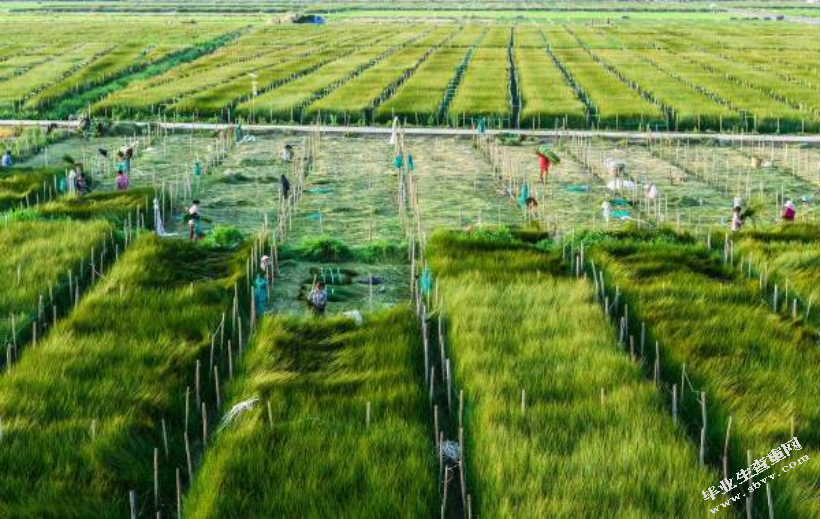 现代生态农业园区综合效益评价研究 ——以凯里“云谷田园生态园