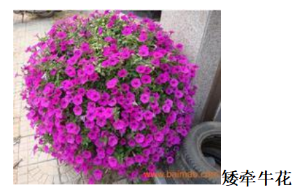 00cc3cc47cae3f52063a893fc520f979