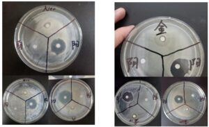 清明草感冒茶提取物抑菌探究