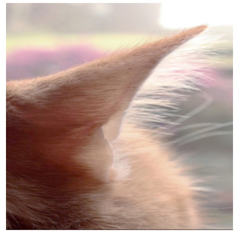 3d452e4fafbc9d5455514a8b9974ce6b