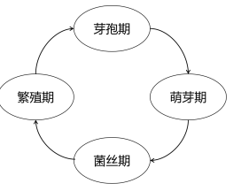 797a5e58a9d3b3c0107e74c405fc32a8
