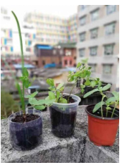 园艺疗法在小组工作中的应用——以广州市光塔街诗书社工站专业性小组为例