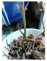 园艺疗法在小组工作中的应用——以广州市光塔街诗书社工站专业性小组为例