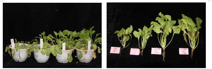 新疆甜菜寄生线虫种类及甜菜孢囊线虫防病药剂的 盆栽效果研究