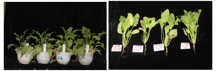 新疆甜菜寄生线虫种类及甜菜孢囊线虫防病药剂的 盆栽效果研究