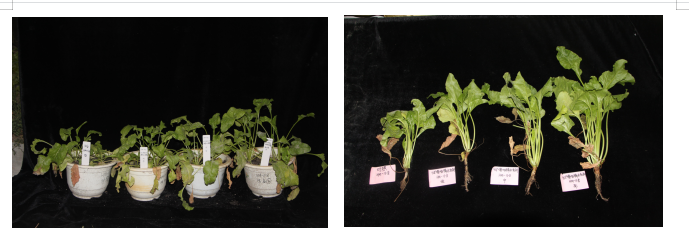 新疆甜菜寄生线虫种类及甜菜孢囊线虫防病药剂的 盆栽效果研究