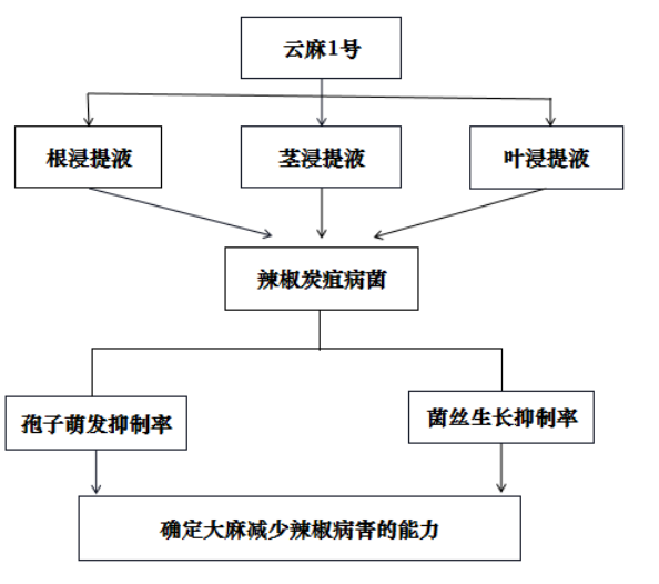 云麻1号浸提液对辣椒炭疽病菌的影响