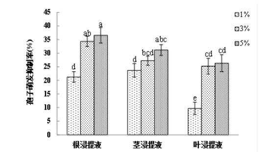 云麻1号浸提液对辣椒炭疽病菌的影响