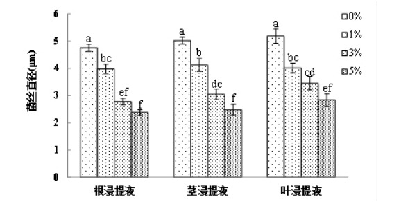 云麻1号浸提液对辣椒炭疽病菌的影响