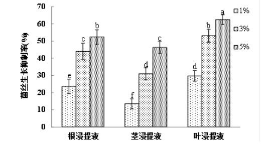 云麻1号浸提液对辣椒炭疽病菌的影响