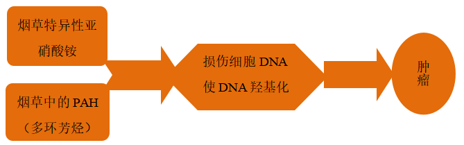 口腔癌发病的相关因素及其分子生物学机制研究进展