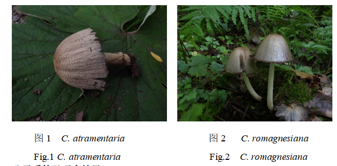 两种常见拟鬼伞属真菌Coprinopsis atramentaria和C.romagnesiana的对比研究