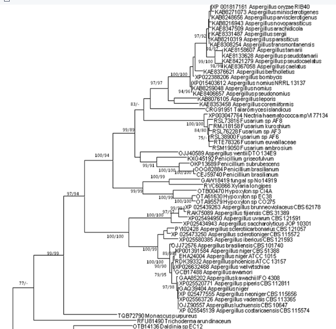 Sporothrix属人畜致病菌缺失基因FADDependentoxidoreductase