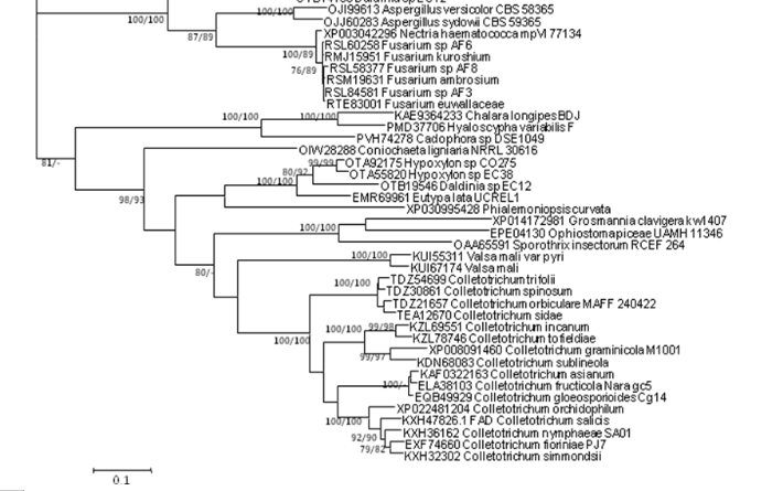 Sporothrix属人畜致病菌缺失基因FADDependentoxidoreductase