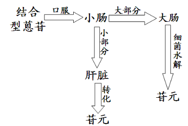 大黄泻下作用机制的研究综述